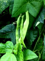 Haricots plats Bio de Moselle - 1kg