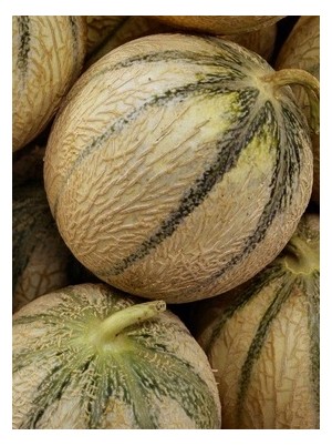 Melon Bio Maroc -la pièce (cal 6P)