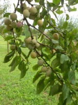 Mirabelle de Moselle- 1kg