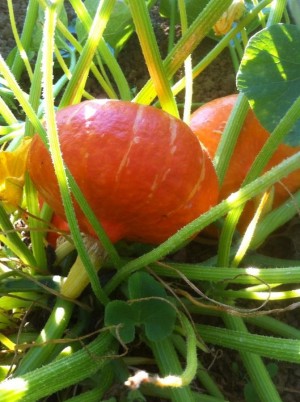 Potimarron Bio origine France-le kg Potimarron Bio origine France-le kg