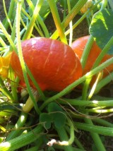 Potimarron Bio origine France -le kg