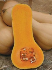 Courge Butternutt Bio Espagne-le kg 