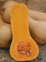 Courge Butternutt Bio Espagne-le kg 