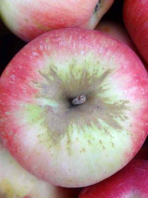 Pomme Ariane Bio de France - 1kg (petites croquantes)