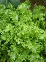 Salade Frisée Bio de Moselle- la pièce