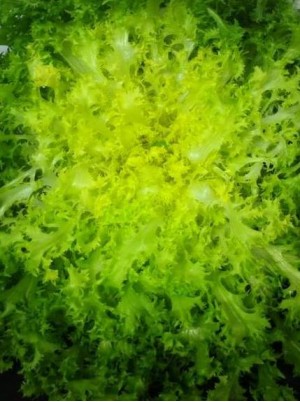 Salade frisée Bio de France- la pièce