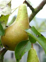 Poire Conférence Bio Alsace France- 500g