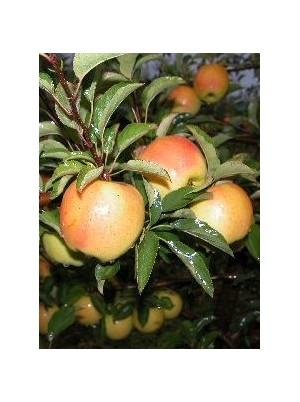 Pomme Opal Bio DE France-1kg (jaune, sucr&eacute;e)