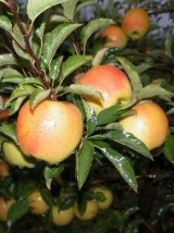 Pomme Opal Bio DE France-1kg (jaune, sucrée)