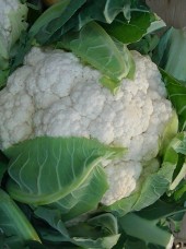 Chou Fleur Bio France- la pièce (cal 8p)