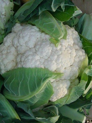 Chou Fleur Bio France- la pièce (cal 8p)