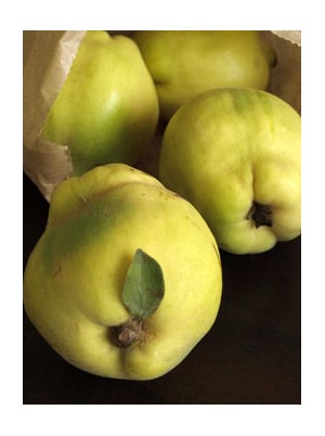 Coing Bio de Lorraine France -1kg
