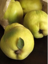 Coing Bio de Lorraine France -1kg