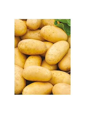 PDT primeur Ostara Bio de France- 1 kg (&icirc;le de Batz)