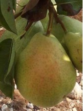 Poire william rouge Bio de France- 500g 