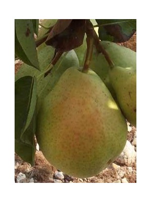 Poire guyot Bio de France- 500g Poire guyot Bio de France- 500g