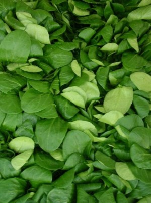 Mâche Bio de France- 200g (petites feuilles) Mâche Bio de France- 200g (petites feuilles)