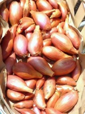 Echalote Bio de France- 250g