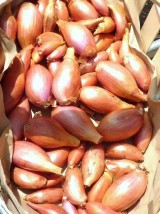 Echalote Bio de France- 250g