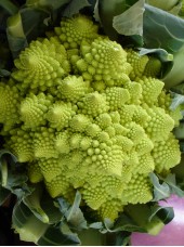 Chou Romanesco Bio Espagne- la pièce (cal 8p)