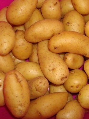 PDT nouvelle anaîs Bio de France- 1 kg (polyvalente) PDT nouvelle anaîs Bio de France- 1 kg (polyvalente)