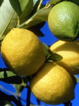 Citron Bio Italie-500g 