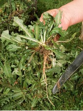 Pissenlit Bio d'Alsace France - 200g