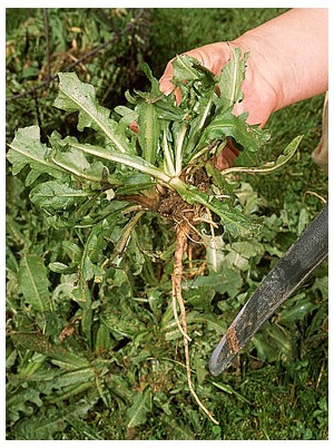 Pissenlit Bio d'Alsace France - 200g