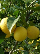 Pomelos de Corse - 1 kg