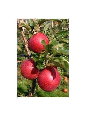 Pomme Natyra Bio Alsace France - 1kg (très bonne, juteuse à croquer) Pomme Natyra Bio Alsace France - 1kg (très bonne, juteuse à croquer)