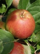 Pomme braeburn Bio de France-1kg (juteuse  acidulée)