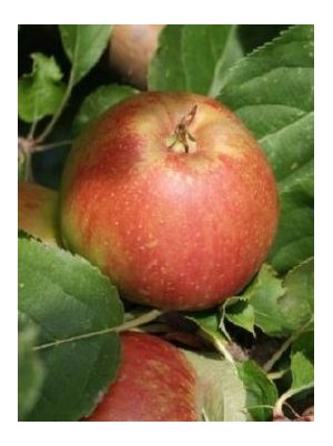 Pomme braeburn Bio de France-1kg (juteuse  acidul&eacute;e)
