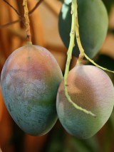 Mangue par avion Pérou-500g (mûre à point)