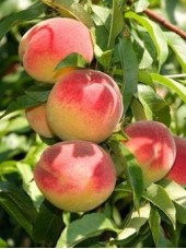 Pêche jaune Bio de France-500g