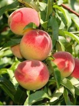 Pêche jaune Bio de France-500g
