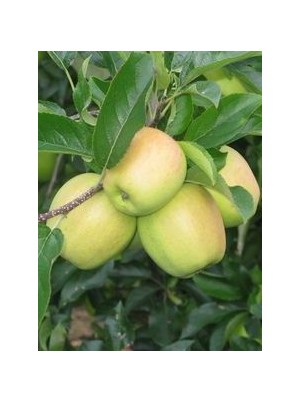 Pomme Golden Bio Alsace France - le kg (compote)