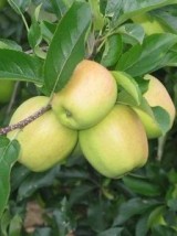 Pomme Goldrush Bio de France - le kg (sucrée, croquante)