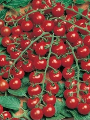 Tomate cerise grappe Bio Italie- 500g
