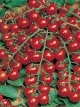Tomate cerise grappe Bio Italie- 500g