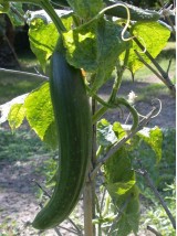 Concombre long Bio Espagne -la pièce