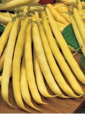 Haricot beurre Bio Bretagne France - 500g