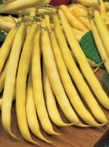 Haricot beurre Bio Bretagne France - 500g