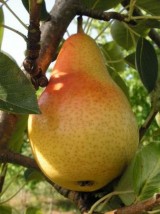 Poire william verte bio France-500g