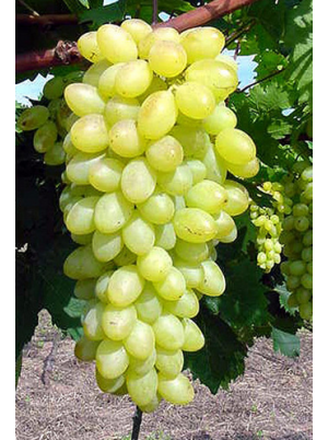 Raisin blanc Italia Bio Italie-1kg