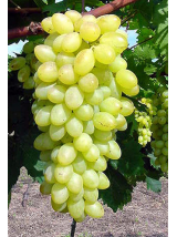 Raisin blanc sans pépins Bio Italie-500g