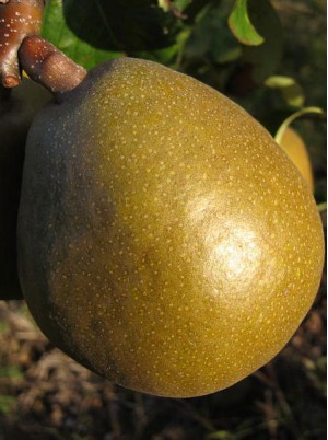 Poire Comice Bio France 500g 