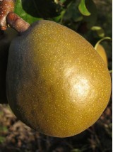 Poire Xénia Bio France- 500g (croquante)