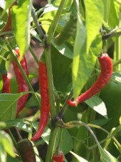 Piment rouge frais Bio d'Espagne -les 100g