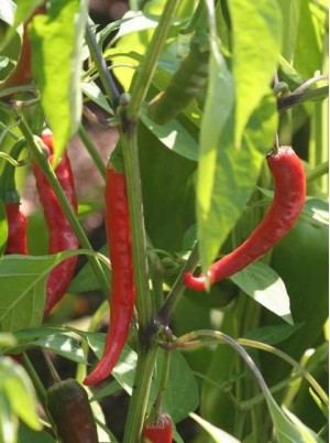 Piment rouge frais Bio d'Espagne -les 100g Piment rouge frais Bio d'Espagne -les 100g