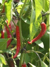 Piment de Cayenne Bio de Moselle - la pièce